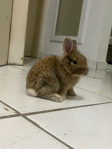 Coelha bebê 