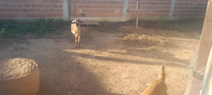 Cabras 