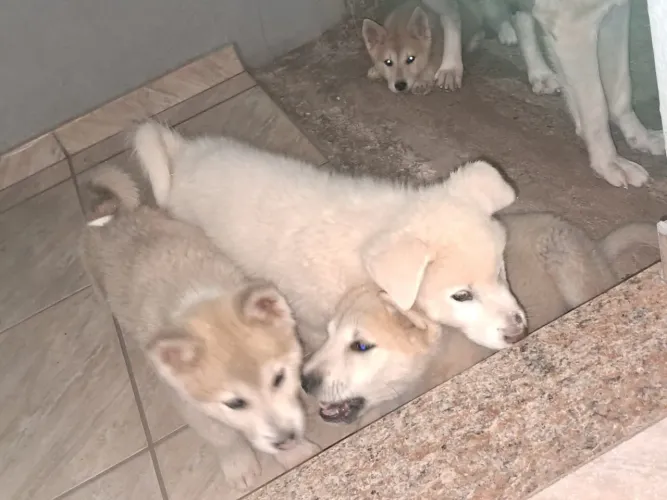 Filhotes de Akita