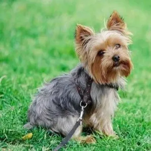 Yorkshire Terrier filhotes bem divertidos