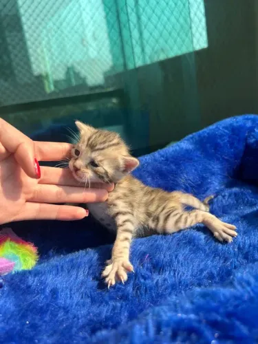  Bengal filhotes 