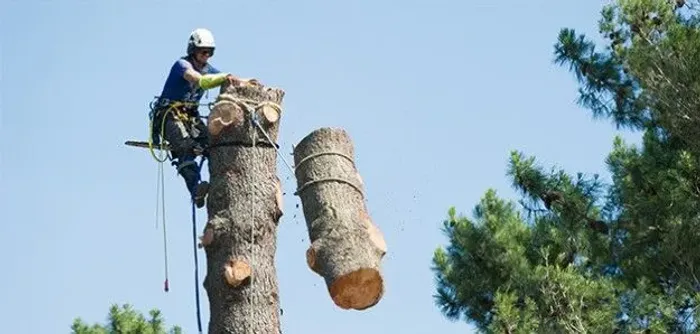 Poda e corte de árvores 