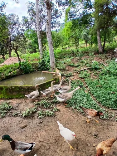 Gansas fêmeas e novas