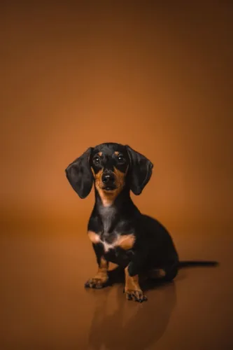 Filhote Dachshund celebrar o novo bebê