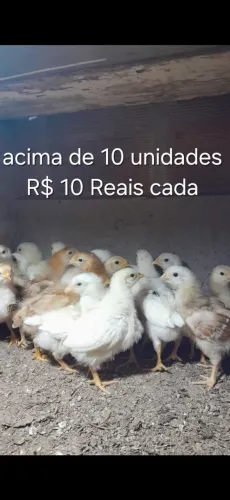 Pintinhos de galinhas caipira e poedeiras Embrapa 51