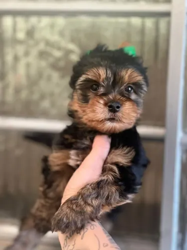 Encontre aqui seu novo melhor amigo