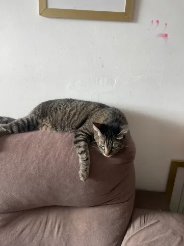 Doação gata castrada e dócil 