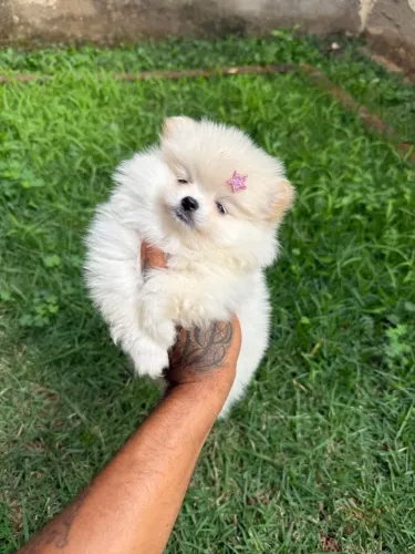 Spitz alemão anão - lulu da pomerania anão