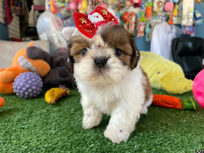 Shihtzu fêmea tricolor com laço vermelho 