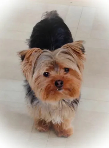 Yorkshire Terrier - Filhote fofo e carinhoso
