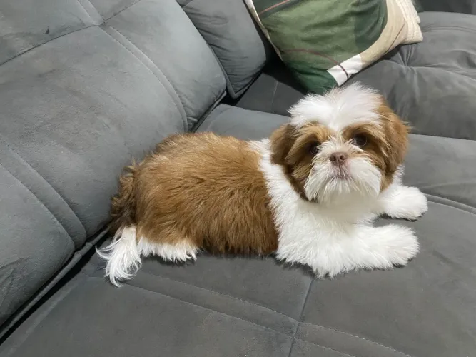Shih Tzu macho 3 meses 