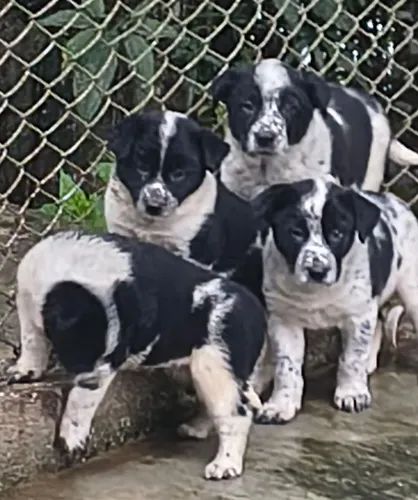 VENDO FILHOTE DE BURRILER COM BORDER COLLIE
