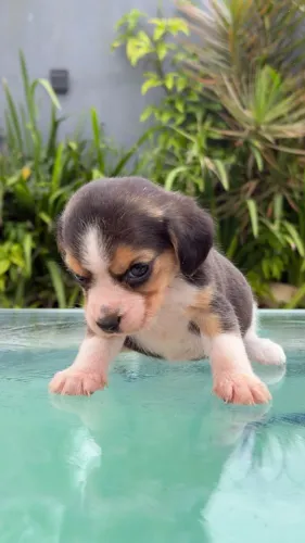 Beagle lindíssimo, também temos fêmeas