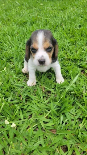 Filhote Beagle, A felicidade tem quatro patas e está esperando por você!