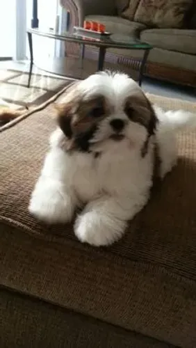 Shih Tzu carinhoso