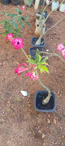 Combo de rosas do deserto 