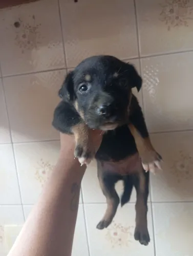 Cachorrinha fêmea para adoção 
