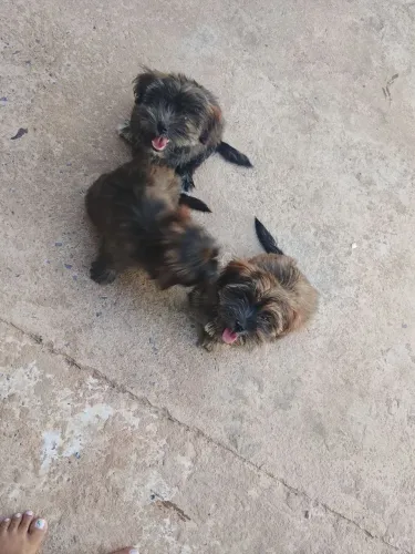 Shitzu