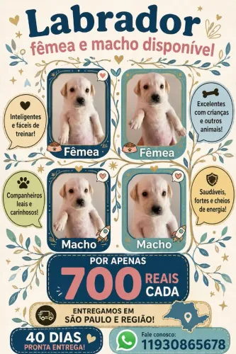 Labrador fêmea e macho promoção