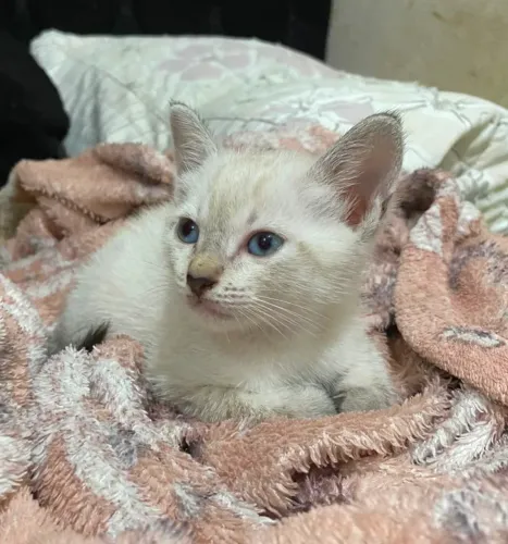 Gatinho para adoção