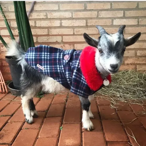 Mini cabras