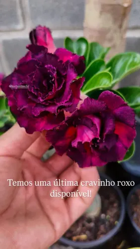 Rosa do deserto 