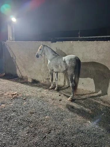 Cavalo Manga larga