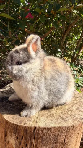 Coelho Netherland Dwarf Macho