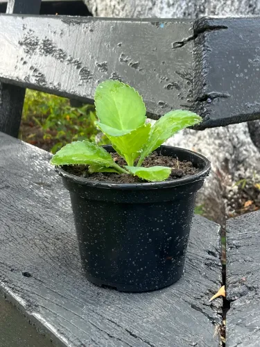 Planta Suculenta Aranto 