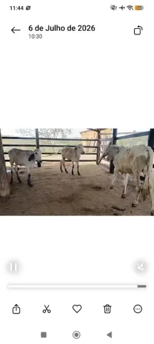 Lote de gir leiteiro 