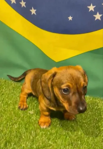 Vendo filhote de salsichinha Macho