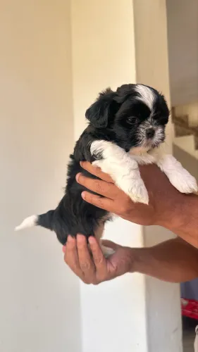 Filhote de shih tzu fêmea