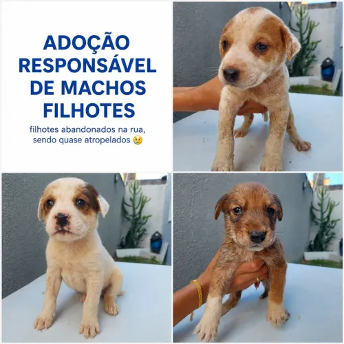 Filhotes para Adoção Abandonados