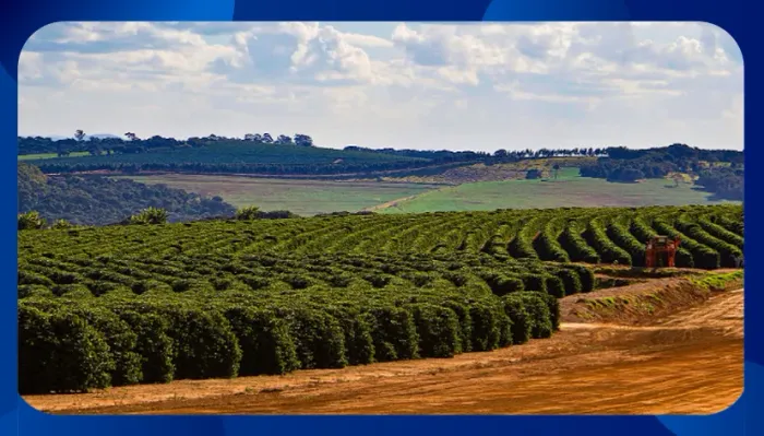 FAZENDA Santa Amália, com casa de aproximadamente 150m² e cerca de 25.000 pés de café plan