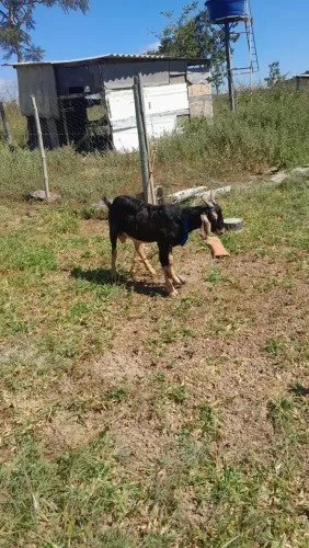 Cabrito anglo-nubiano