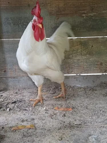 Vendo um galo caipira