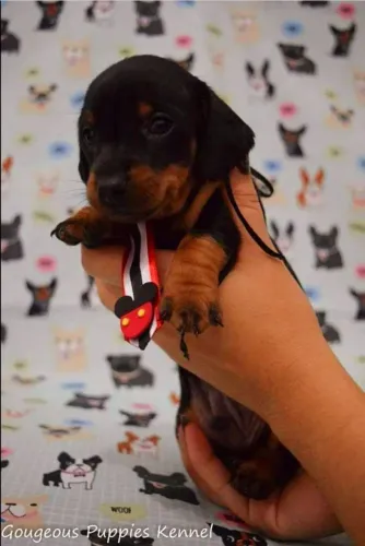 Teckel salsicha daschund basset miniatura!