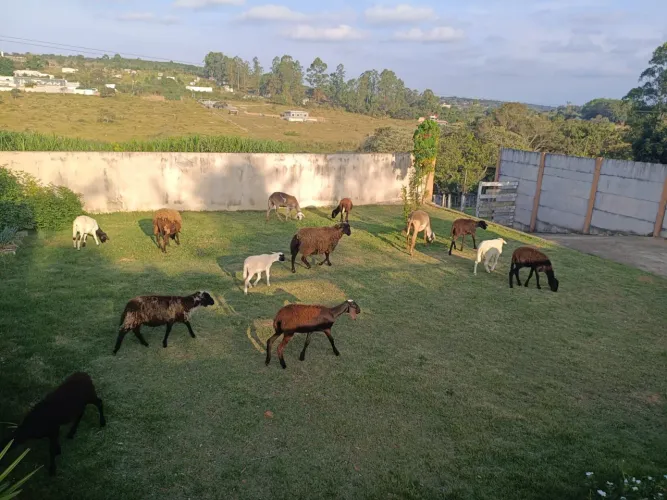 Carneiros e ovelhas