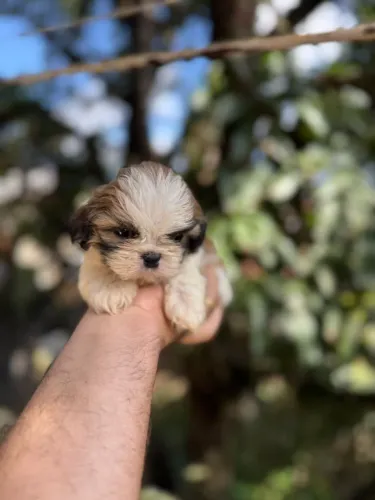 Shih-tzu miniatura (venda)