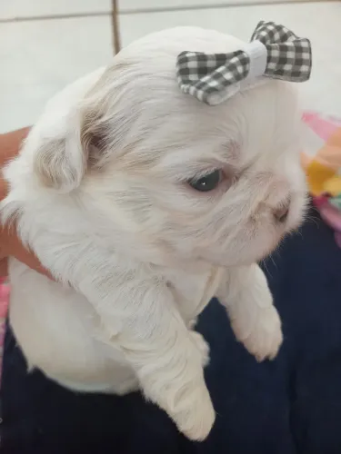 Shiatsu à venda