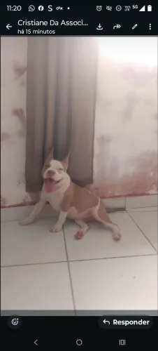 Doação cadela 