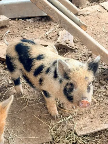 Mini pigs ( mini porco )