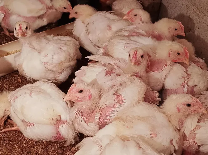Frangos de granja, no sistema caipira!!