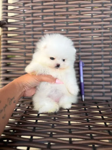 Spitz alemão anão