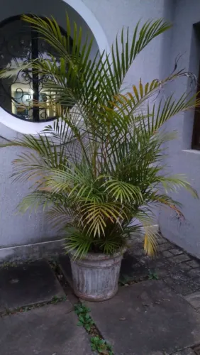 Vaso de concreto grande com samambaia