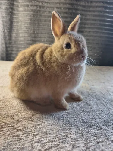 Coelha netherland pet