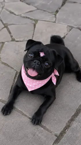 FILHOTE DE PUG PRETO