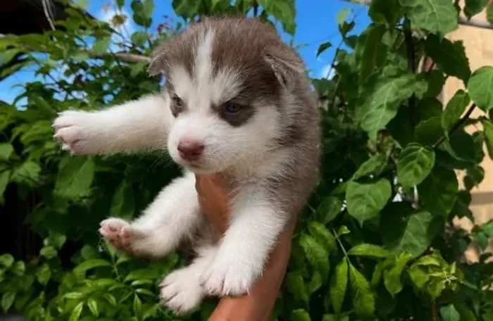 Lindos Filhotes de Husky Siberiano