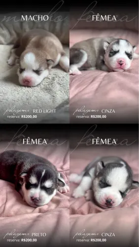 Filhotes Husky Siberiano 