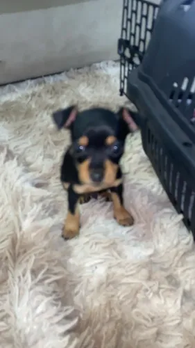 Pinscher